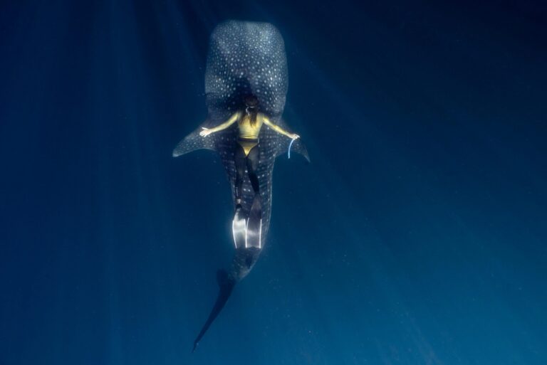 Whaleshark Trip Lombok Sumbawa